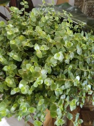au jardin hadelin corbigny conseils fleurs 2
