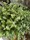 au jardin hadelin corbigny conseils fleurs 2