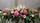 au jardin hadelin corbigny evenement 3