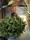 au jardin hadelin corbigny conseils fleurs 4